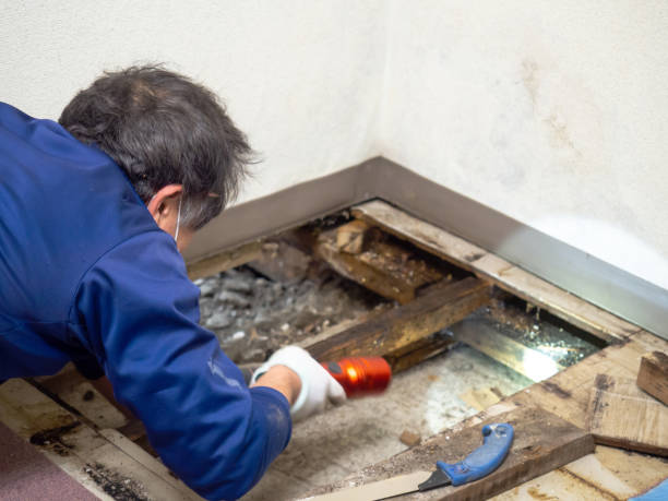 Best Preventive Mold Services in Jamestown, CA