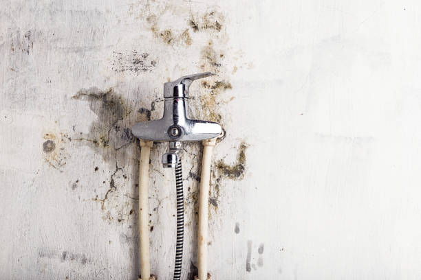 Best Localized Mold Remediation (e.g., coastal areas, humid climates) in Jamestown, CA