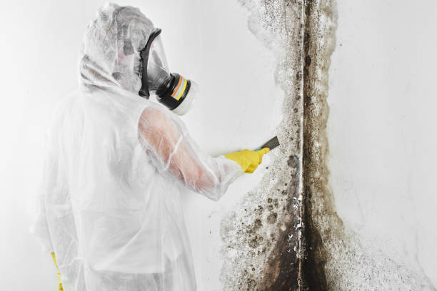 Best HVAC Mold Remediation in Jamestown, CA