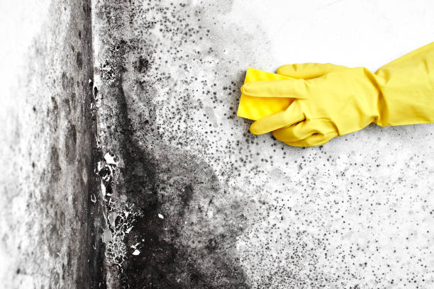 Best Bathroom Mold Remediation in Jamestown, CA