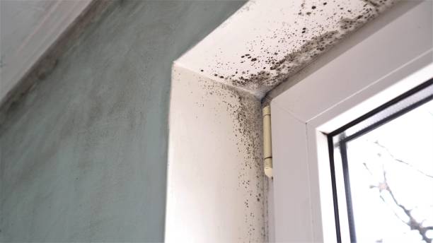Best Residential Mold Remediation in Jamestown, CA