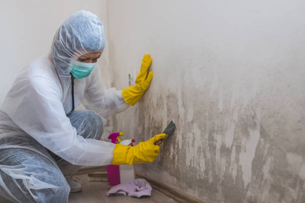 Best Insurance-Related Mold Remediation in Jamestown, CA