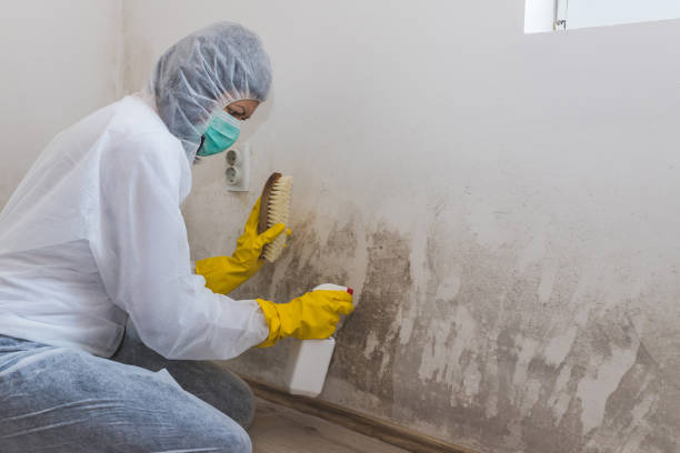 Reliable Jamestown, CA Mold Remediation Solutions