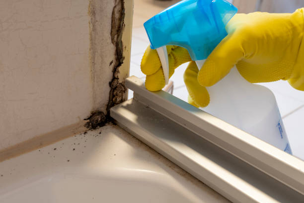 Best HVAC Mold Remediation in Jamestown, CA