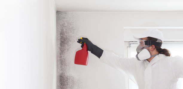 Jamestown, CA Mold Remediation Company