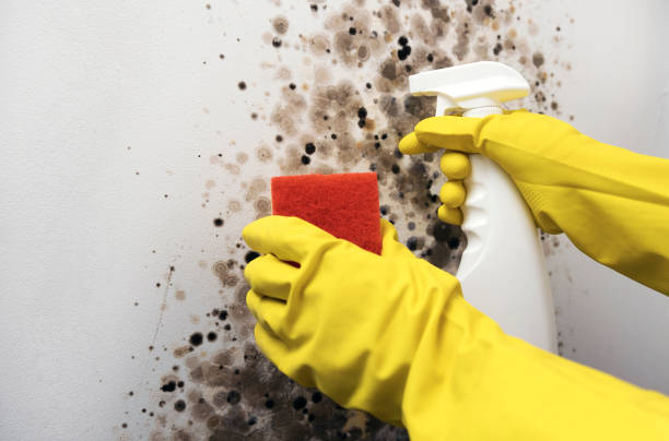 Best Residential Mold Remediation in Jamestown, CA