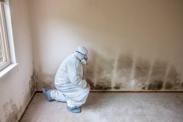 Best Post-Flood Mold Remediation in Jamestown, CA