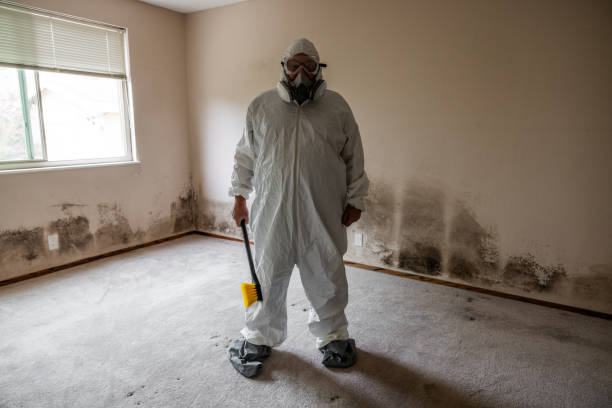 Best Basement Mold Remediation in Jamestown, CA