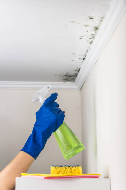 Best Kitchen Mold Remediation in Jamestown, CA