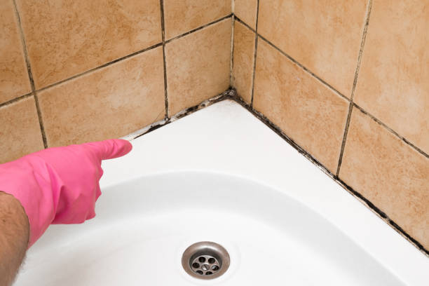 Best Health and Safety Mold Remediation in Jamestown, CA